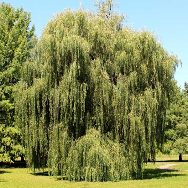 Pictures1977weeping-willow-privacy_1.jpg